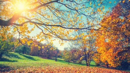 Autumnal Moments